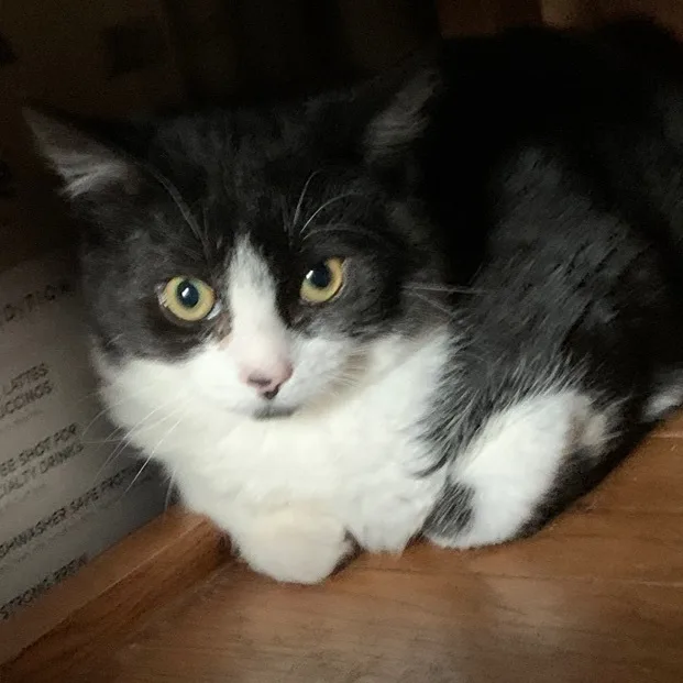 A young medium-sized male Black & White / Tuxedo Domestic Short Hair cat named Andy for adoption in Cornwall, NY