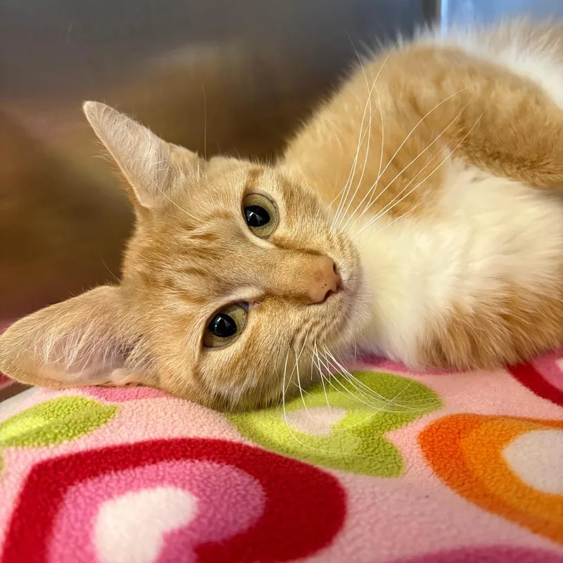 An adult small-sized female Orange / Red Domestic Short Hair cat named Thea for adoption in East Hampton, NY