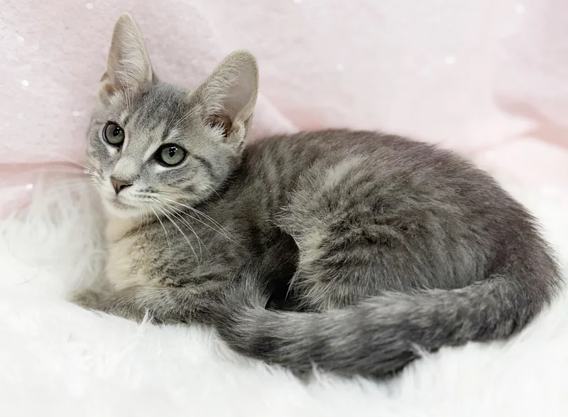 A baby small-sized female Gray / Blue / Silver Silver cat named Nevada is nothing but for adoption in Bedford Hills, NY