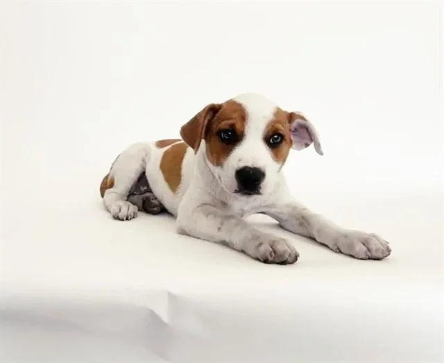 A baby small-sized female Terrier dog named Parmida for adoption in Saint Louis, MO