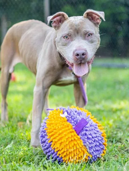 An adult medium-sized female Mixed Breed dog named Honeycrisp for adoption in Chamblee, GA