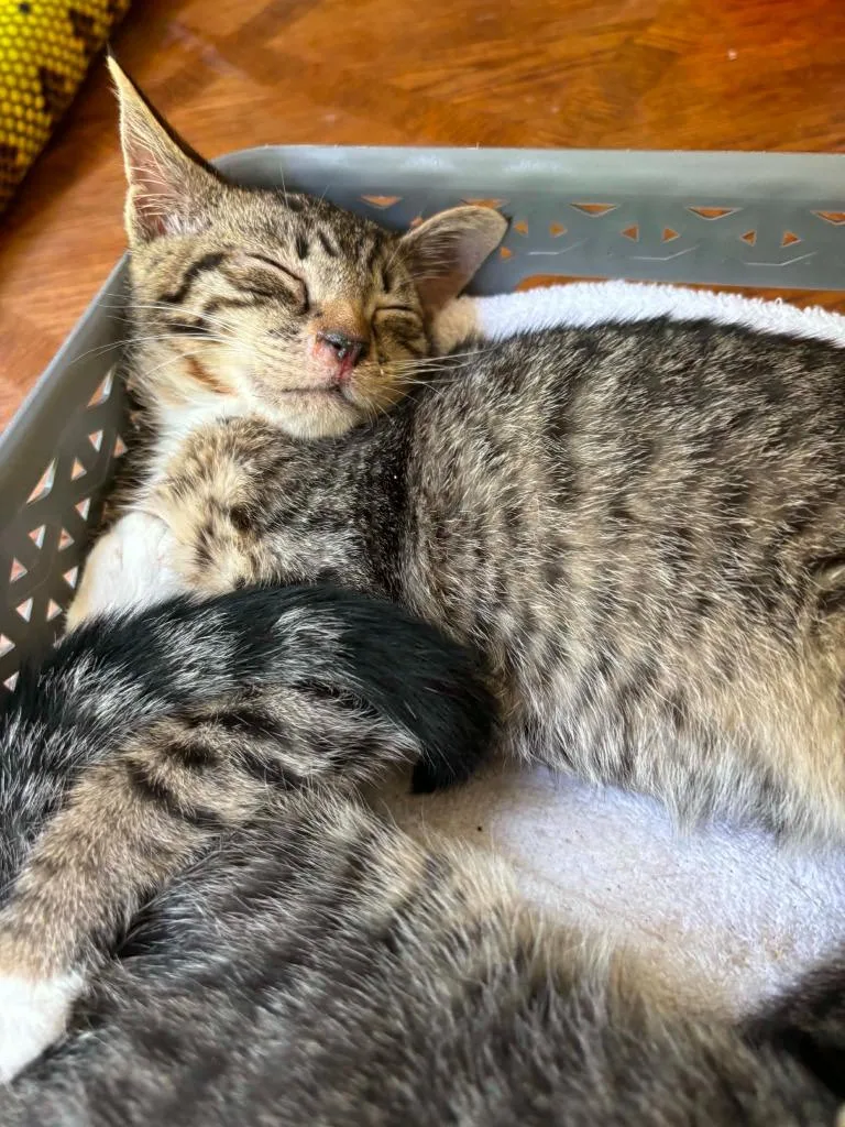 A baby small-sized female Domestic Short Hair cat named Aelin for adoption in Newnan, GA