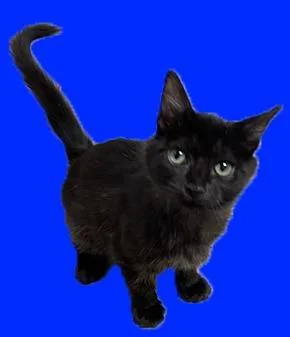 A baby small-sized male Domestic Medium Hair cat named Lawson for adoption in Richland Hills, TX