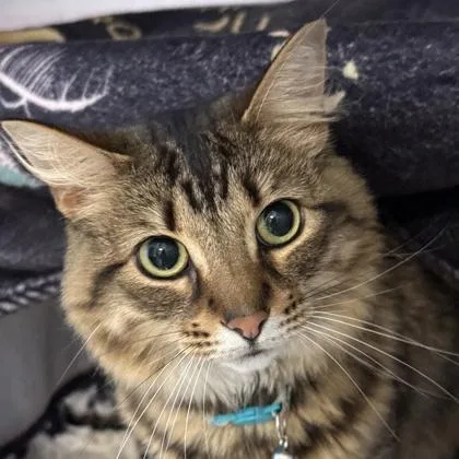 An adult medium-sized female Brown / Chocolate Domestic Short Hair cat named Winifred for adoption in Lansing, MI
