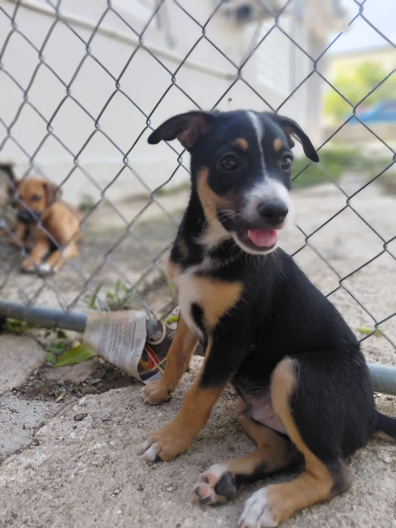 A baby medium-sized male Bicolor Shepherd dog named Jake for adoption in New York, NY