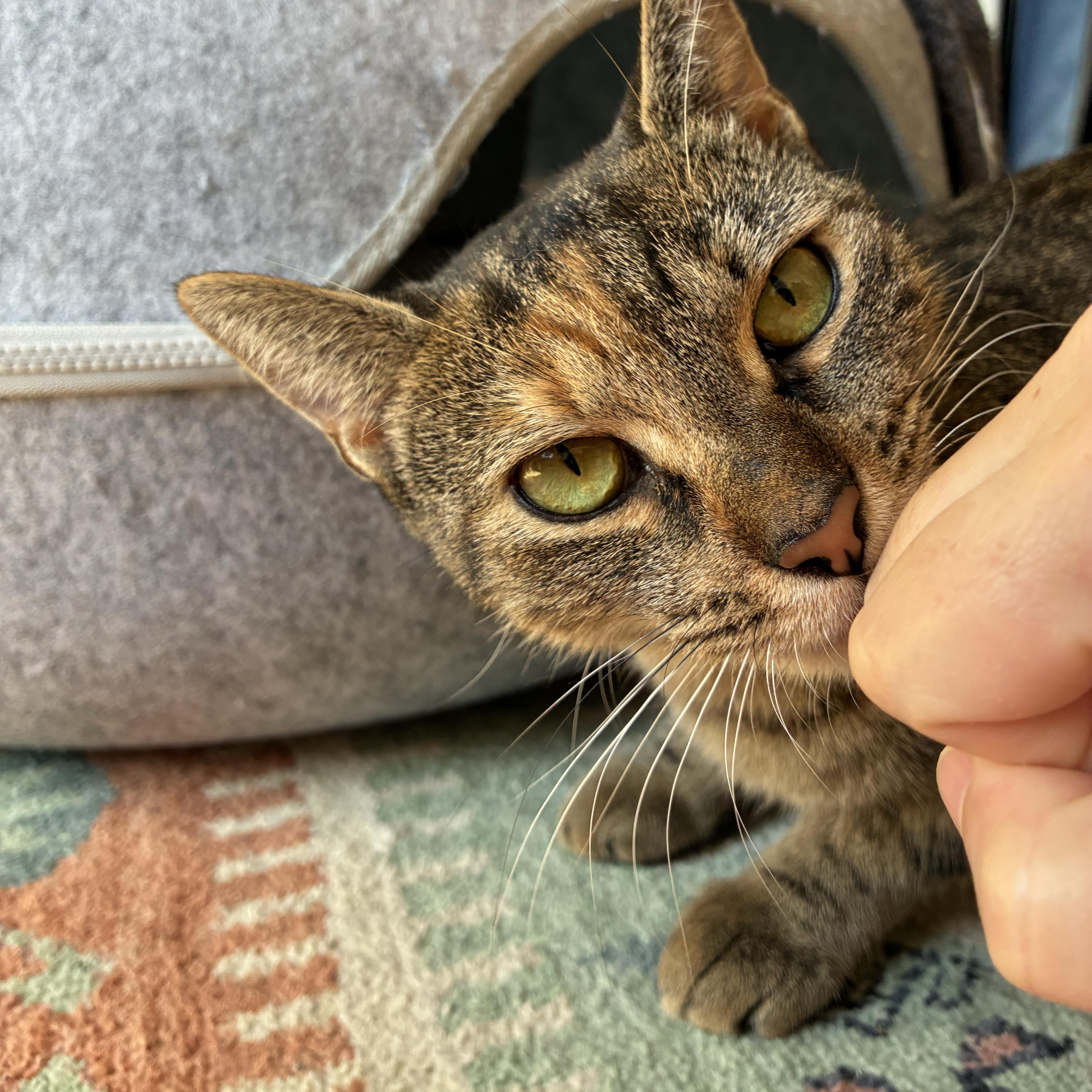 An adult medium-sized female Tabby (Brown / Chocolate) Domestic Short Hair cat named Wildflower for adoption in Brooklyn, NY