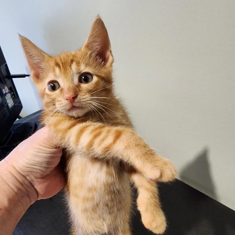 A baby small-sized male Orange / Red American Bobtail cat named Vam Gogh  Cute for adoption in Carmel, IN