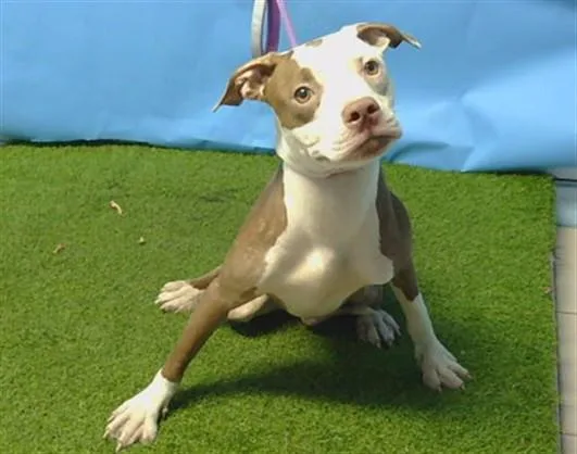 A young small-sized female Pit Bull Terrier dog named Penny for adoption in Gardena, CA