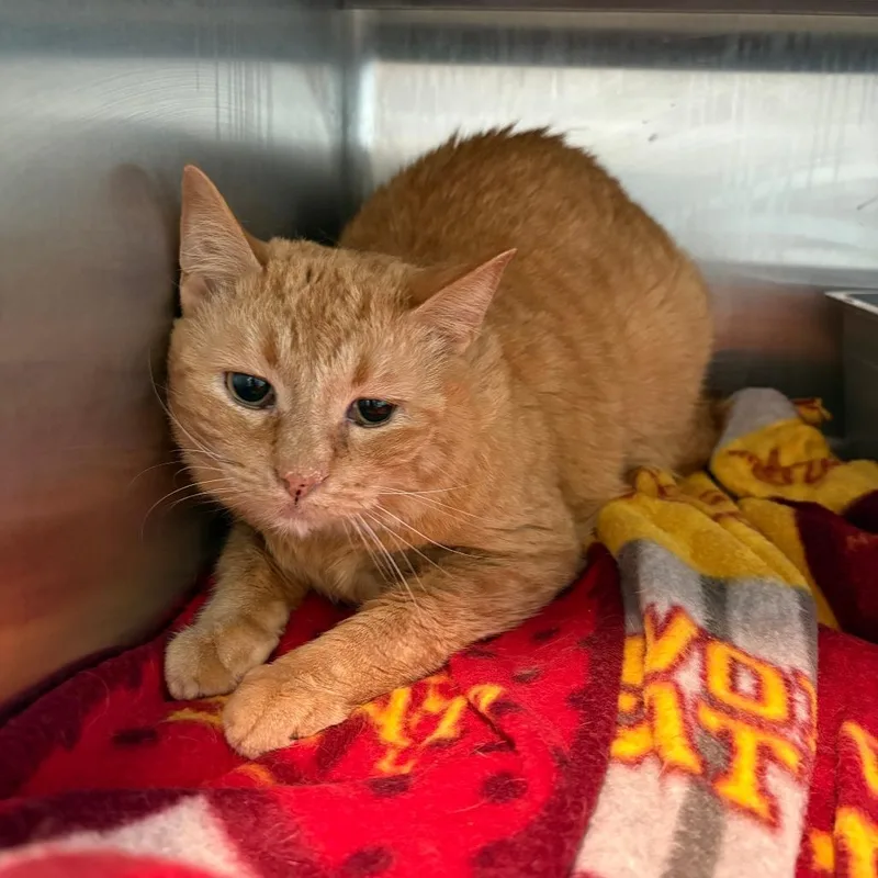 A senior small-sized female Orange / Red Domestic Short Hair cat named Minuet for adoption in West Des Moines, IA