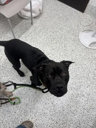An adult large-sized male Cane Corso dog named Oingo for adoption in Atlanta, GA