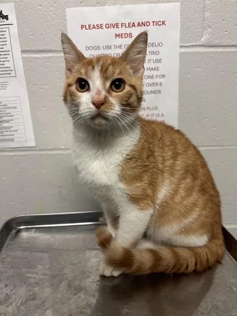 A young medium-sized male Domestic Short Hair cat named Tangelo for adoption in Olivette, MO
