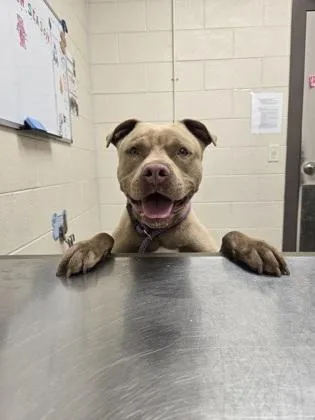 A young medium-sized male Pit Bull Terrier dog named Woody Boyd for adoption in Westland, MI