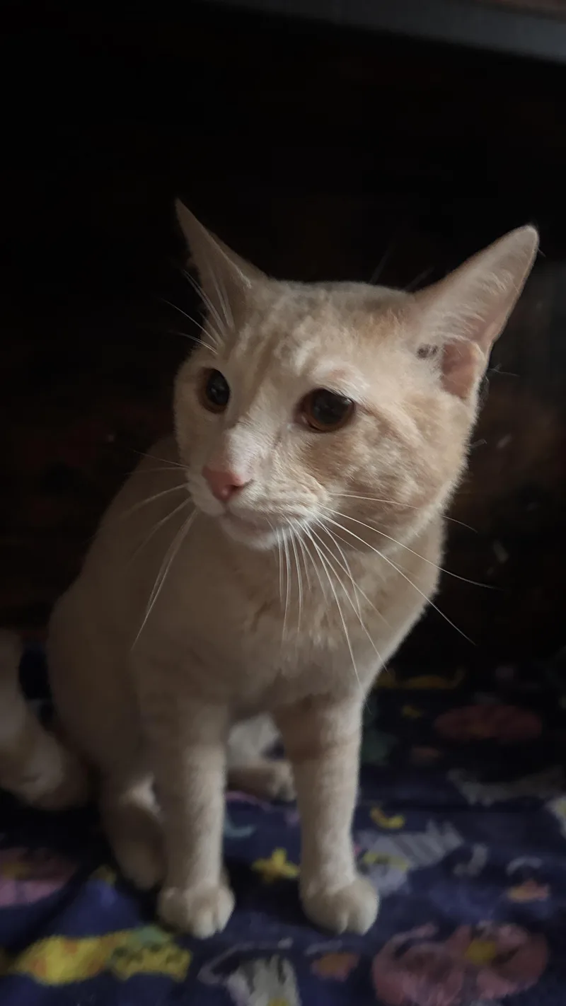 A young medium-sized male Buff / Tan / Fawn Domestic Short Hair cat named Mr.G for adoption in Melrose, MA