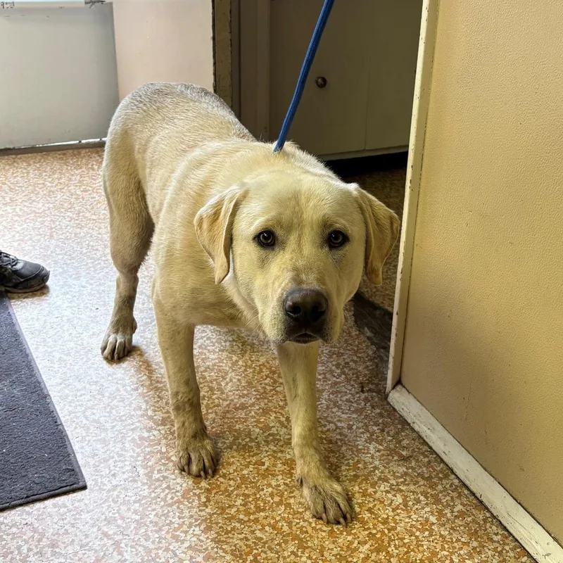 An adult large-sized male White / Cream Yellow Labrador Retriever dog named Stubby for adoption in Chehalis, WA