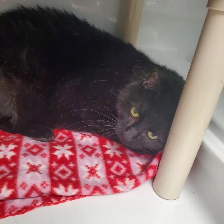 A senior large-sized female Domestic Short Hair cat named Mini Puce for adoption in Colonia, NJ