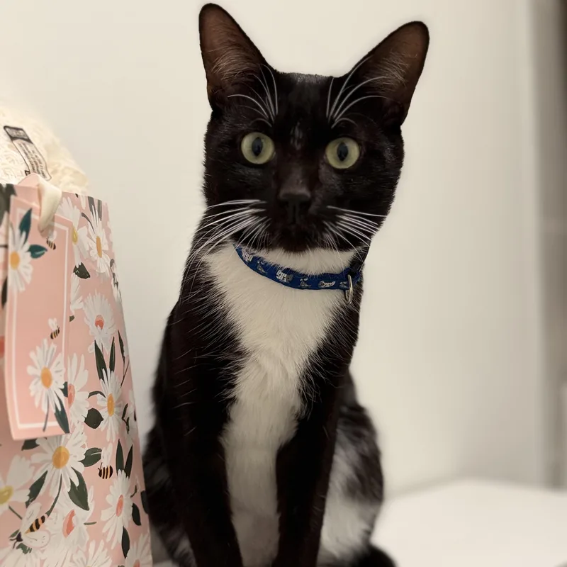 Oliver thumbnail 3