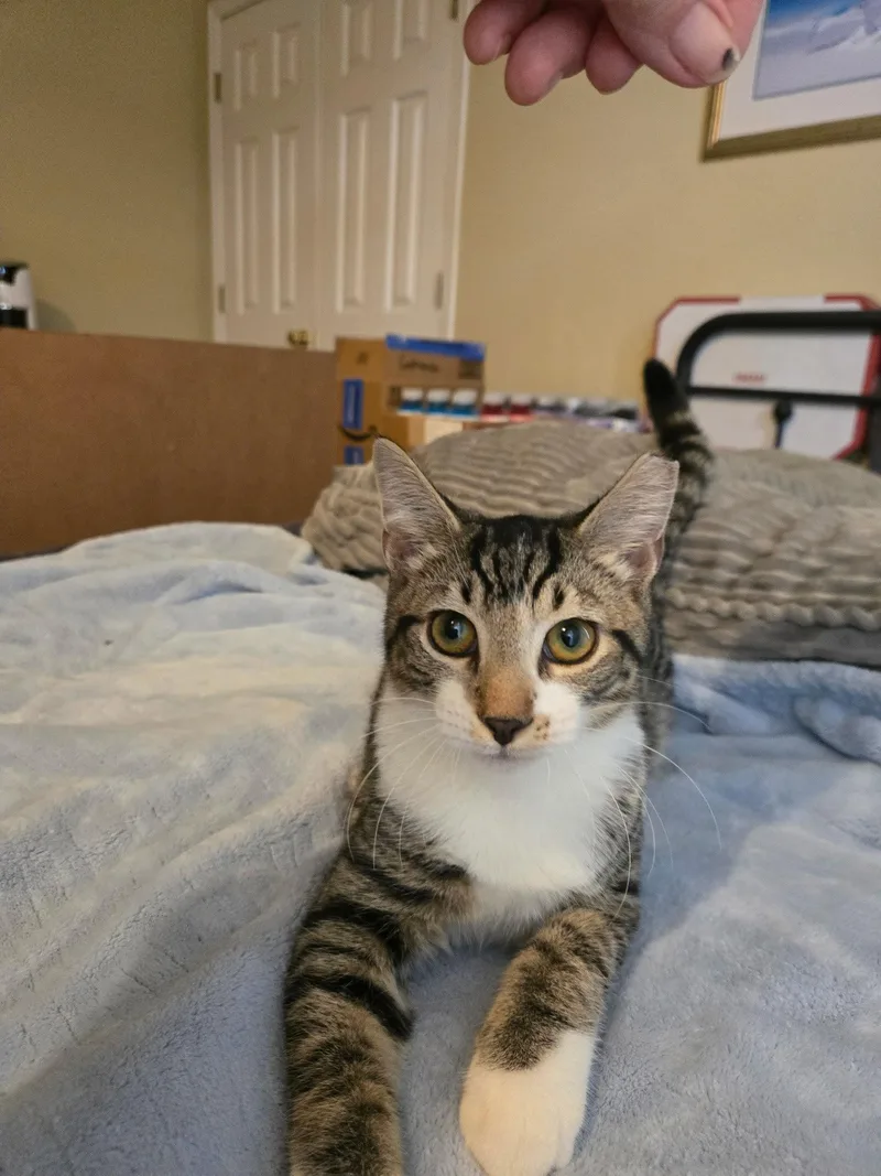 A baby medium-sized male Gray & White Domestic Short Hair cat named Muffin for adoption in Oviedo, FL