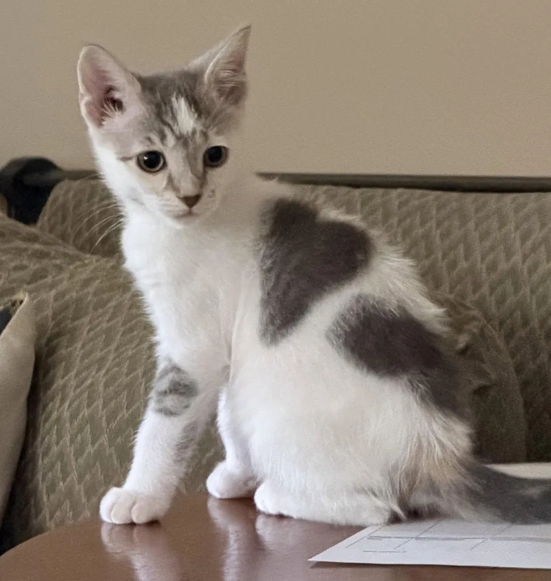 A baby medium-sized female Gray & White Domestic Short Hair cat named Dawn for adoption in Herndon, VA
