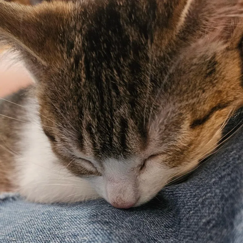 A baby small-sized female Buff / Tan / Fawn Domestic Short Hair cat named Curacao for adoption in Grand Rapids, MN