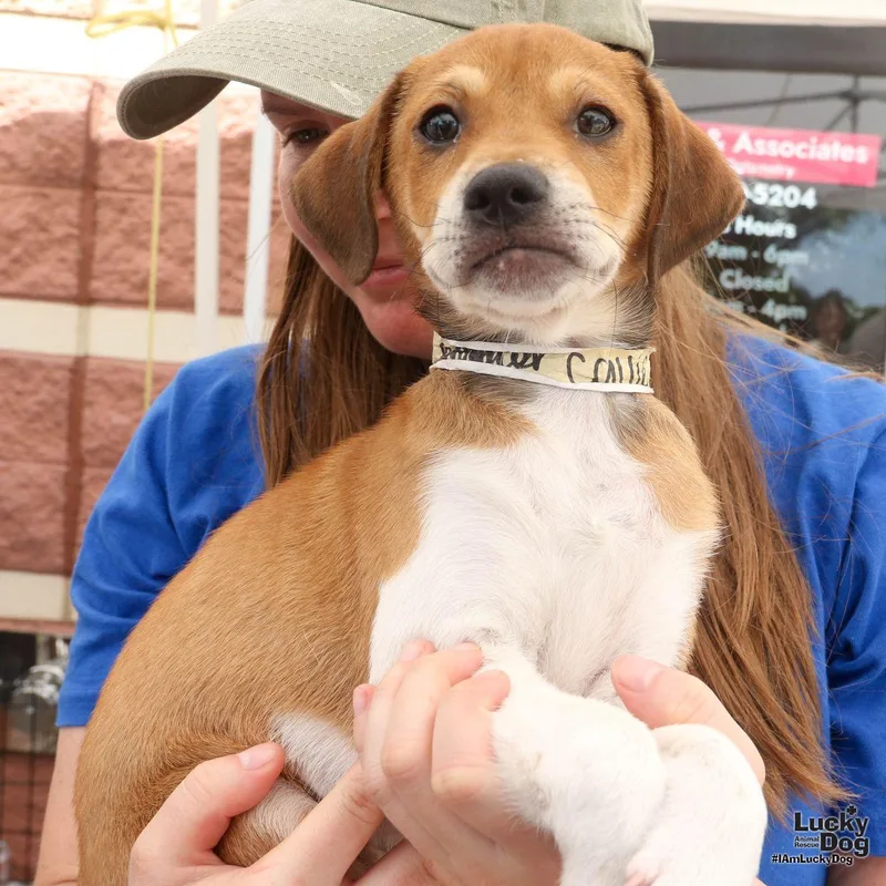 A baby medium-sized female Beagle dog named Callie for adoption in Washington, DC