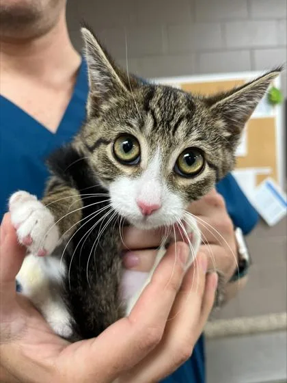 A baby small-sized female Domestic Short Hair cat named Sawyer for adoption in Westland, MI