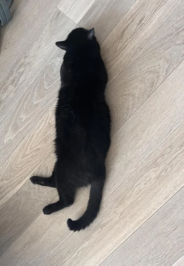 A young medium-sized male Domestic Short Hair cat named Devon Deluxe for adoption in Ridgewood, NY