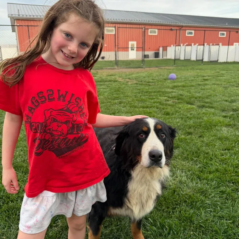 An adult large-sized female Bernese Mountain Dog dog named Beatrice for adoption in Minooka, IL