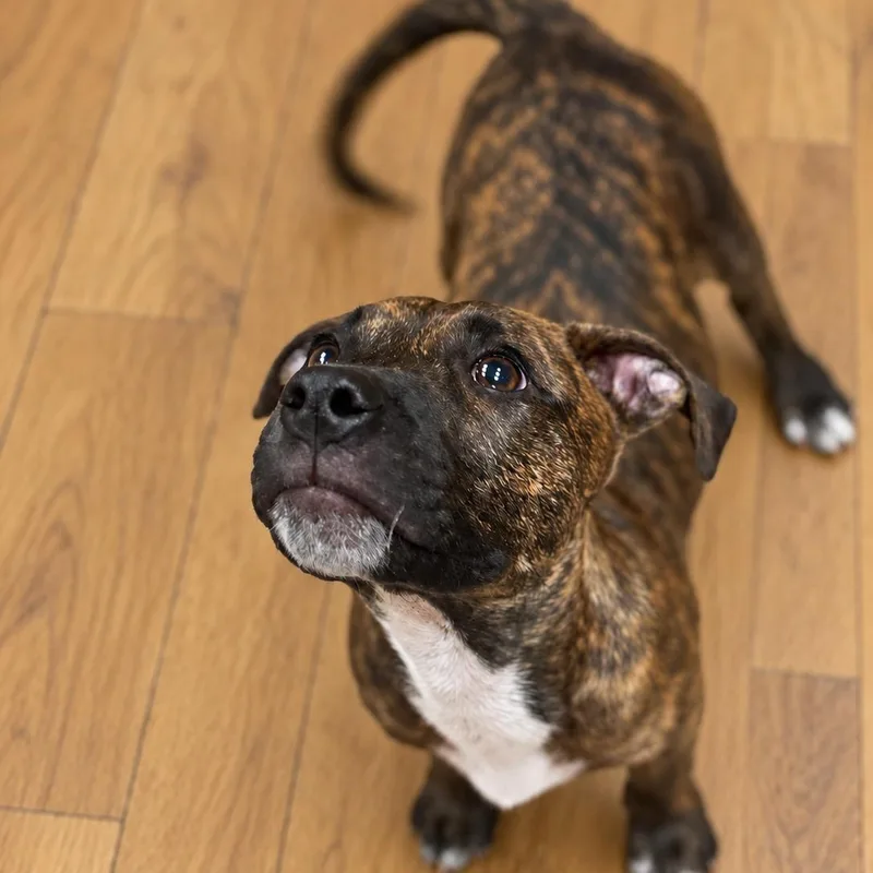 A baby medium-sized male Brindle Mixed Breed dog named Hugh for adoption in Park Forest, IL