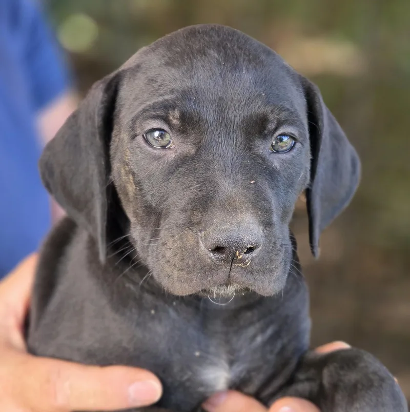 A baby medium-sized male Black Vizsla dog named Pea for adoption in Albany, NY