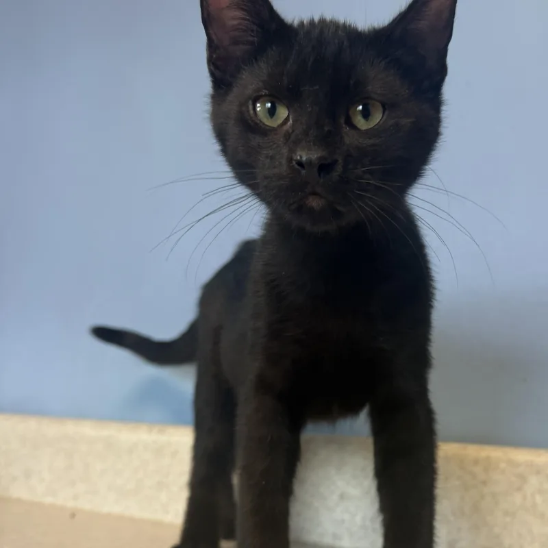 A young medium-sized male Black Domestic Short Hair cat named Sir Purr for adoption in Brookings, SD
