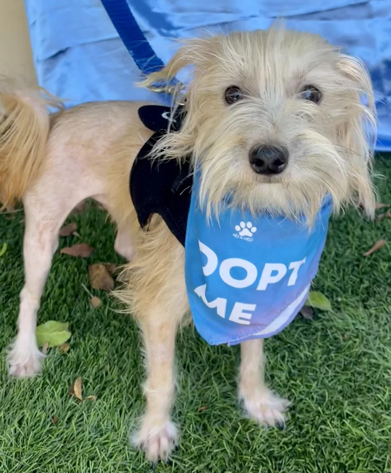 A baby small-sized male Apricot / Beige Silky Terrier dog named Gizmo for adoption in Rowland Heights, CA