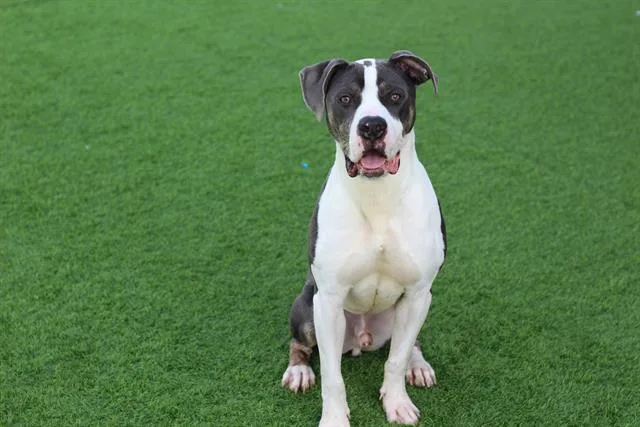 A young large-sized male American Staffordshire Terrier dog named Dempsey for adoption in Grand Prairie, TX