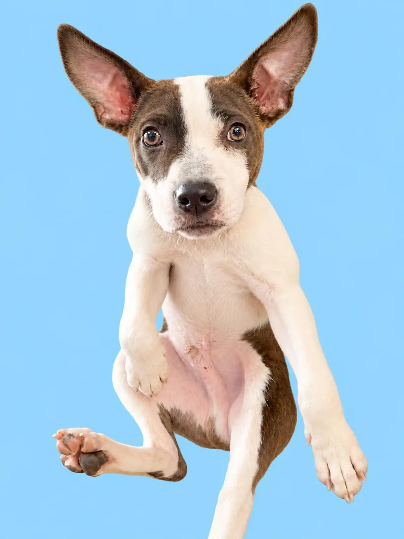 A baby small-sized male Brown / Chocolate Mixed Breed dog named Oakley for adoption in New York, NY