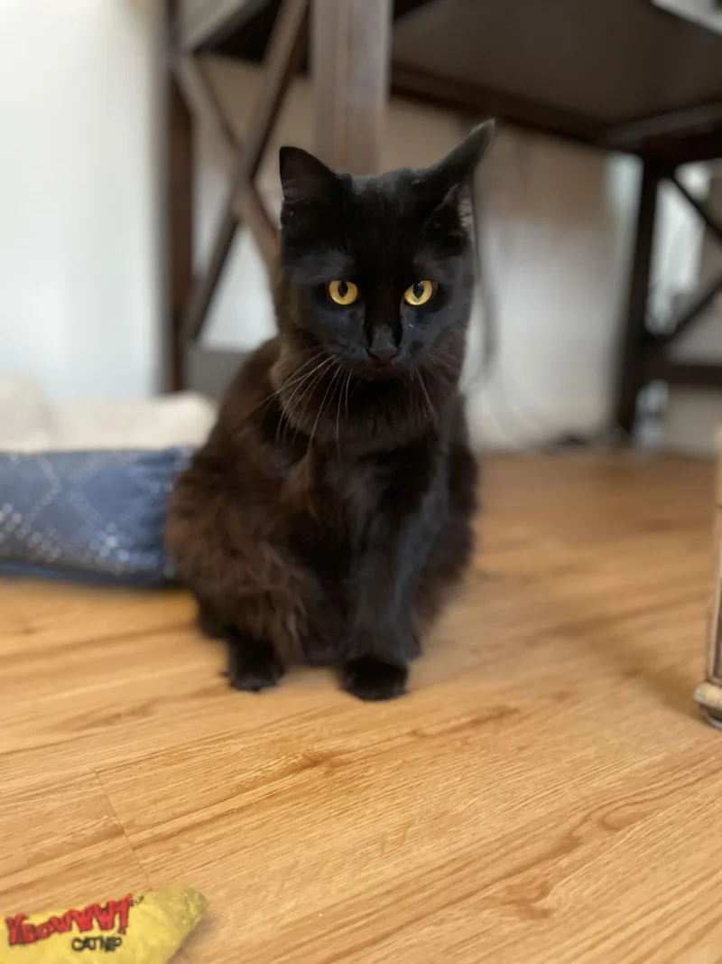 Mama Cass thumbnail 2