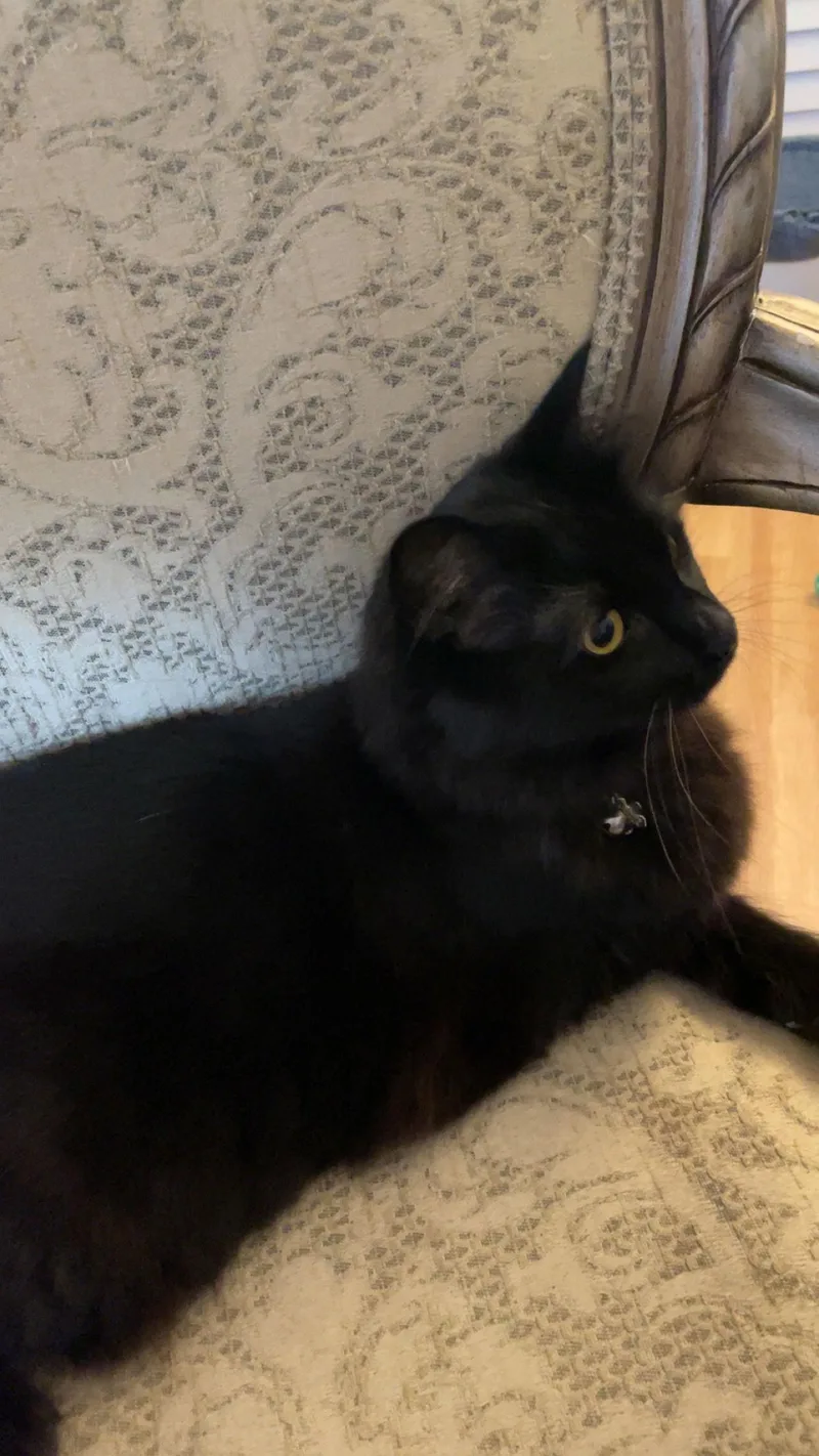 Mama Cass thumbnail 3