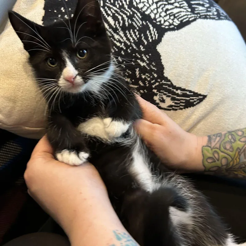 A baby medium-sized male Domestic Medium Hair cat named Ruffles for adoption in Washington, MI