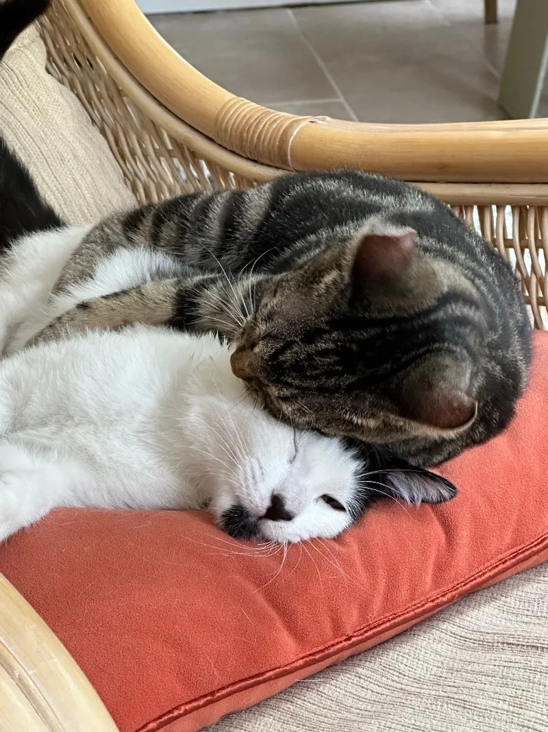 Ruben & Jolly thumbnail 3