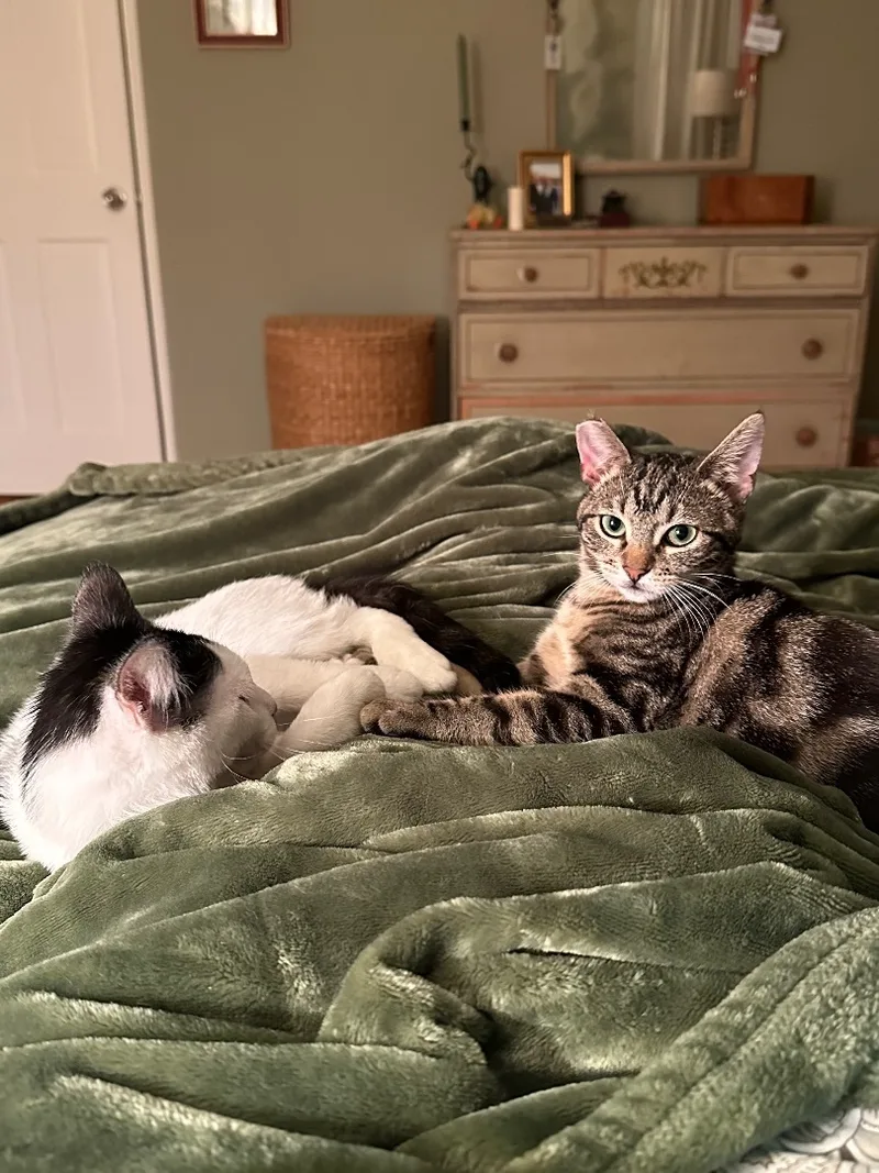 Ruben & Jolly thumbnail 4