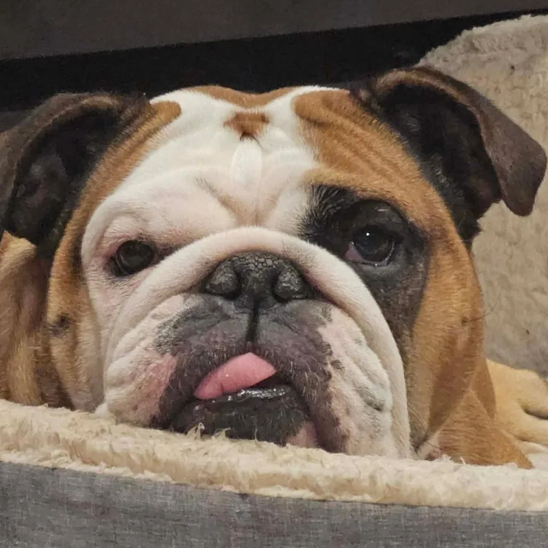 An adult medium-sized female Red / Chestnut / Orange English Bulldog dog named Gracie for adoption in DeKalb, IL