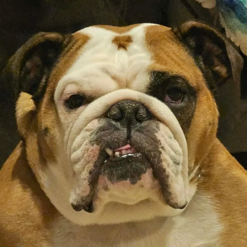 Gracie thumbnail 2