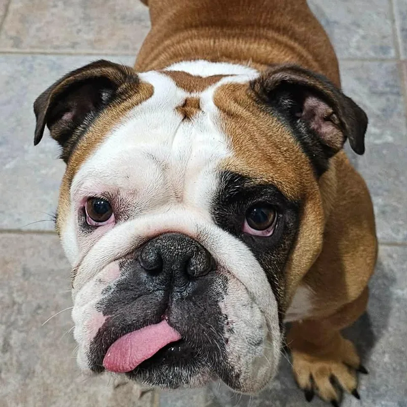 Gracie thumbnail 3