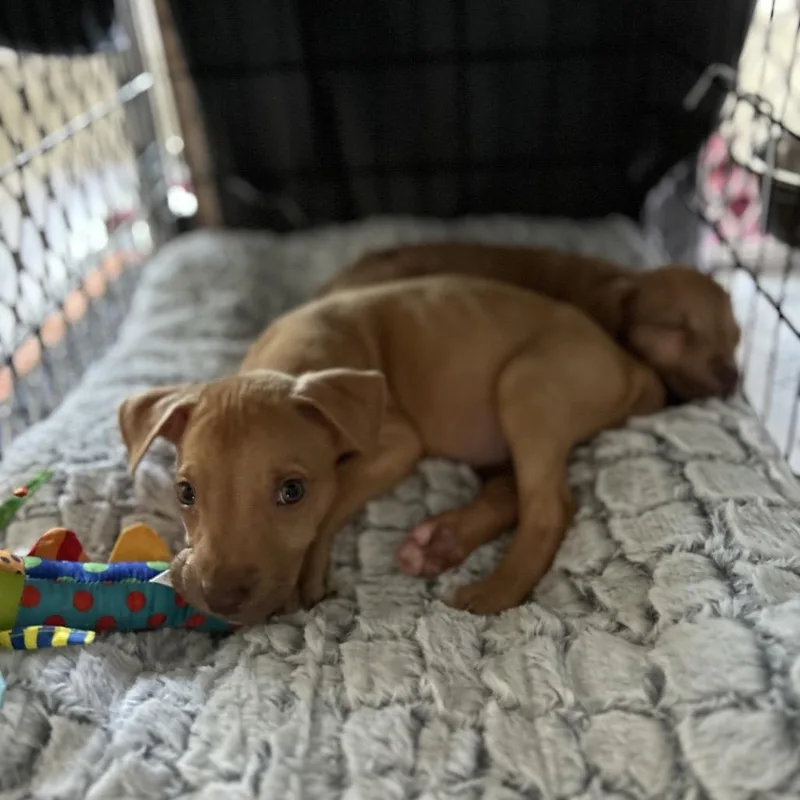 A baby small-sized female Brown / Chocolate Terrier dog named Pearl for adoption in Boerne, TX