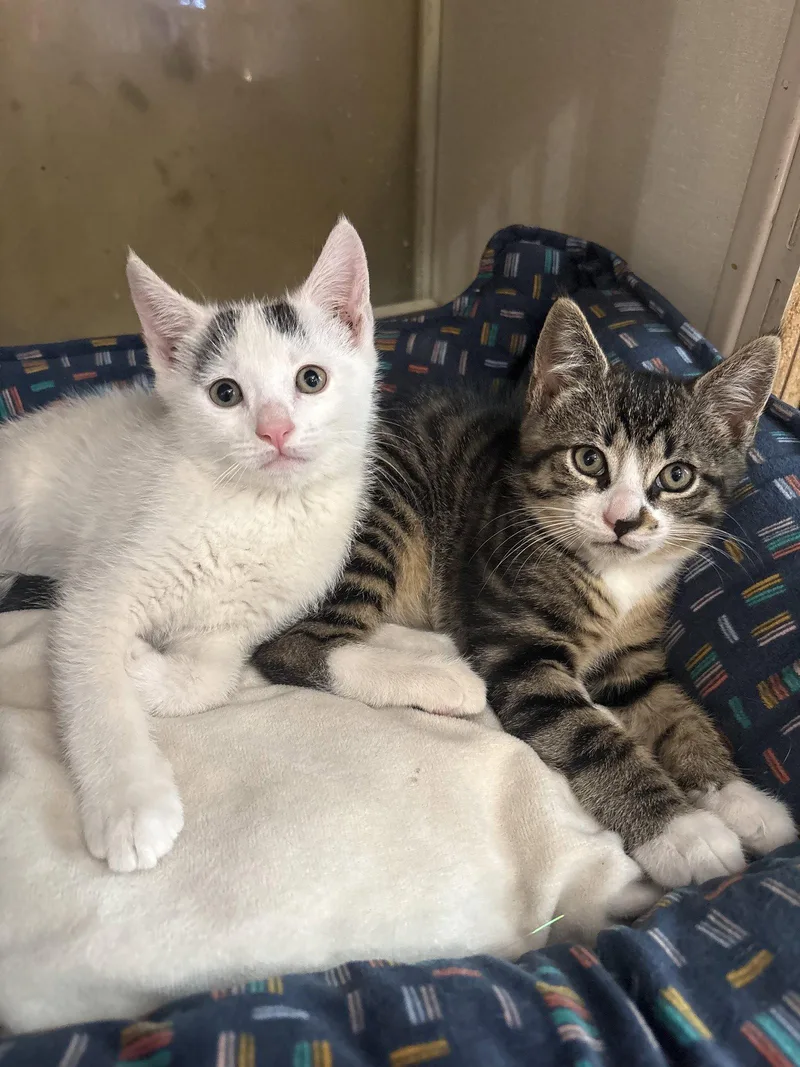 A baby medium-sized male Domestic Short Hair cat named Phil for adoption in Yardley, PA