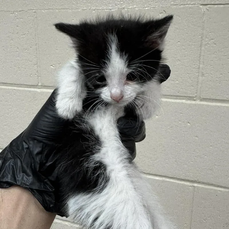 A baby small-sized female Black Domestic Short Hair cat named Sashay for adoption in Reno, NV