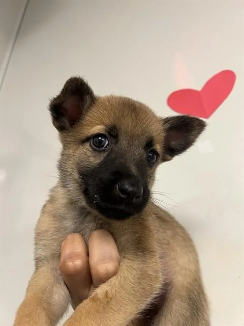 A baby small-sized female German Shepherd Dog dog named Kitkat for adoption in Ontario, CA