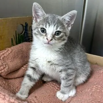 A baby small-sized male Gray / Blue / Silver Domestic Short Hair cat named Rain for adoption in Novelty, OH