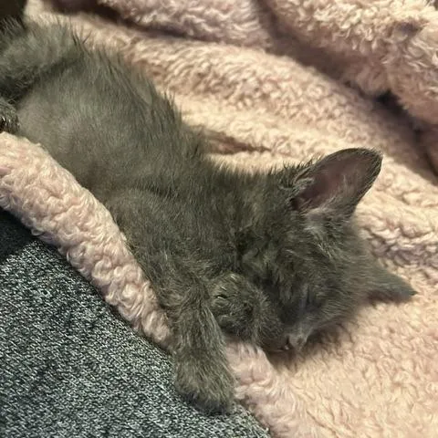 A baby small-sized female Gray / Blue / Silver Domestic Short Hair cat named Wahoo for adoption in Grand Rapids, MI