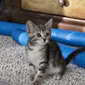 A baby small-sized female Brown / Chocolate Domestic Short Hair cat named Mira for adoption in Delaware, OH