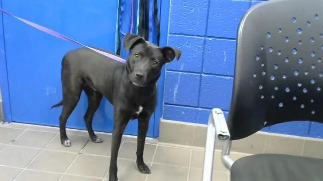 A young medium-sized male Labrador Retriever dog named Lane for adoption in Albuquerque, NM