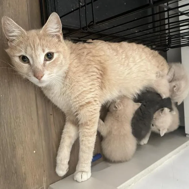 An adult medium-sized female Buff / Tan / Fawn Domestic Short Hair cat named Ayesha Jessup for adoption in Eagle Mountain, UT